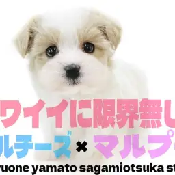 【 MIX 】マルチーズとマルプーのクォーター！限界無しの可愛いさは絶対に主役級