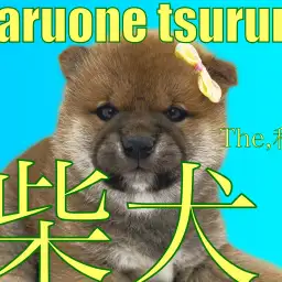 【 柴犬 】まるでくまのようなお顔!スタイル抜群の男の子!!