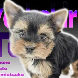 【 ヨークシャーテリア 】小柄で飼いやすい！カメラが好きなアイドル気質のヨーキー