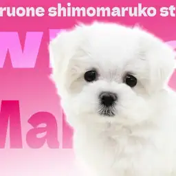 【 マルチーズ 】愛嬌たっぷり!豊富な被毛に包まれたマシュマロわんこ!