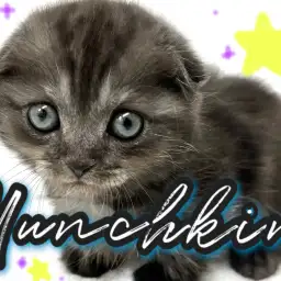 【 マンチカン 】たれ耳!短足!シックなブラックスモーク!魅力爆盛りマンチ!!