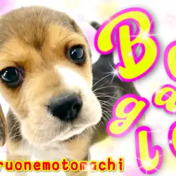 【 ビーグル 】ハウンド犬の人気者はちょっぴり困り顔ののんびりちゃん！