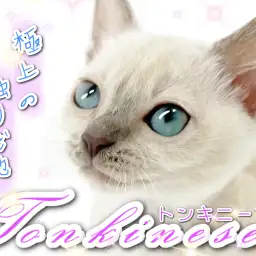 【 トンキニーズ 】極上の撫で心地！トントンが美しすぎる！！