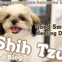 【 シーズー 】現役飼育スタッフが語る!シーズーは成長してからが可愛さの本番よ!