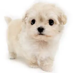 MIX（チワワ×トイプードル）