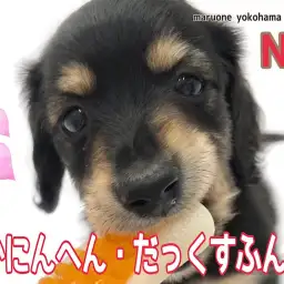 【 カニンヘンダックスフント 】陽気で遊び上手なカニンヘンダックスくん