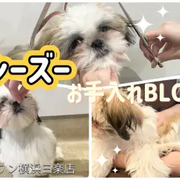 【 お手入れBLOG 】お手入れ上手に出来るかな?シーズー編