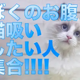 【 ラグドール 】猫吸いしたい人は集合!ぬいぐるみキャットに進化したラグちゃん!
