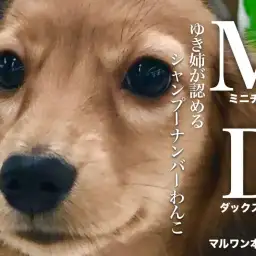 【ミニチュアダックスフント】スマイルフェイスのイケメンダックスちゃんの現在！