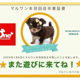 【 卒業記念 】チワワのシェリーちゃん卒業おめでとう！今までの感謝を込めて〜卒業ブログ〜