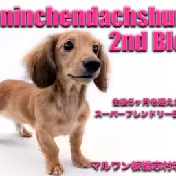 【 カニンヘンダックスフント 】生後5ヶ月を迎えたフレンドリーで甘えん坊な男の子