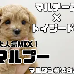 【 MIX 】大人気マルプー!ずんぐりむっくり体型がたまらないぬいぐるみ犬