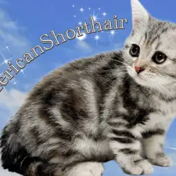 【 アメリカンショートヘア 】ふっくらボディにシルバーパッチドが目を惹く女の子！