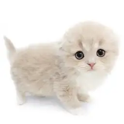 スコティッシュフォールド