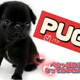 【 パグ 】東川口店初登場!鼻ぺちゃ好きさんは注目必須の愛くるしい黒パグちゃん