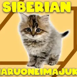 【 サイベリアン 】目ヂカラ最強のゴージャスBODY!初心者必見の温厚な女の子!