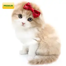 スコティッシュフォールド