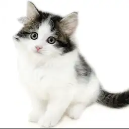 ノルウェージャンフォレストキャット