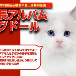 【 ラグドール 】猫界のセフィロス!ハチワレ模様が可愛いラグちゃんの成長日記