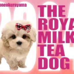 【 マルプー 】超ドワーフ体型!ロイヤルミルクティーカラーのマルプーちゃん!