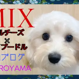 【 MIX 】温厚でお手入れ上手な生後5ヶ月のマルプーちゃん!2ndブログ!