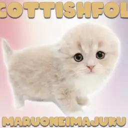 【 スコティッシュフォールド 】垂れ耳で丸顔のクリームカラーな癒し系にゃんこ！