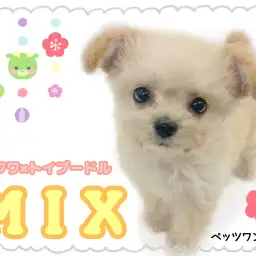 【 MIX 】ほんのりチークが可愛いチワプーの女の子が登場!