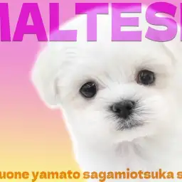 【 マルチーズ 】魅力は無限！愛らしさと従順さを兼ね備えた小さな愛玩犬