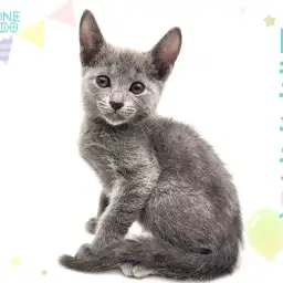 【 ロシアンブルー 】ブルーの被毛とロシアンスマイルに癒される超温厚な甘えん坊！