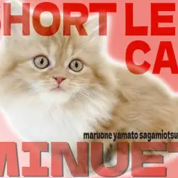 【 ミヌエット 】マンチカンに負けない短足！好奇心旺盛で得意技はマンチ立ち！