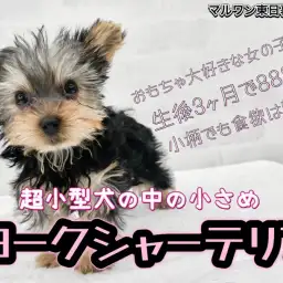 【 ヨークシャーテリア 】生後3ヶ月で888g!小さくても爆食で安心の超小型犬