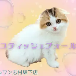 【 スコティッシュフォールド 】たれ耳の丸顔に癒されるキャリコカラーな女の子!