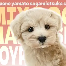 【 マルプー 】賢可愛いベビーフェイスのハイブリッドBOYは愛され要素満載!