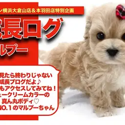 【 マルプー 】シュークリームカラーが可愛い!マルプーちゃんの成長記!