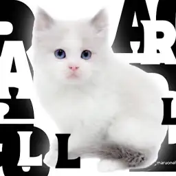 【 ラグドール 】アッシュグレー＆ブルーアイズ＆シルキーコートの最強コンボ！