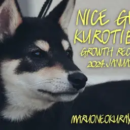 【 黒柴 】凛々しくナイスガイに成長したくろちばおくんの様子をご紹介!!
