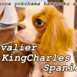 【 キャバリア 】犬界の騎士の名にふさわしい男の子!現在の様子を大公開!