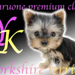 【 ヨークシャーテリア 】小さめサイズのプレミアム!絶対的な可愛さに大注目です!