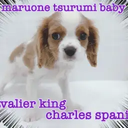 【 キャバリア 】温厚な性格で、大人気のブレンハイムカラーの女の子!