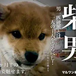 【 柴犬 】どすこいベイビーの生後3ヵ月半の現在をパシャリ！