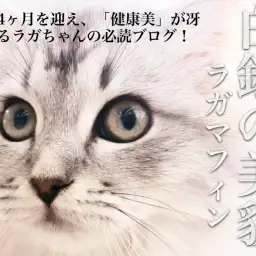 【 白銀ラガマフィン 】生後4ヵ月を迎えて手中にした美貌と健康！ポイントも解説！