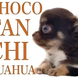 【 小さいチワワ 】ナイスキャラクター！元気いっぱいのチョコタン娘！