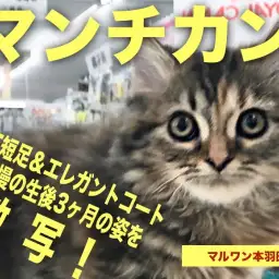 【 マンチカン 】THE短足&エレガントコートが実に美しい生後3ヶ月半を激写！