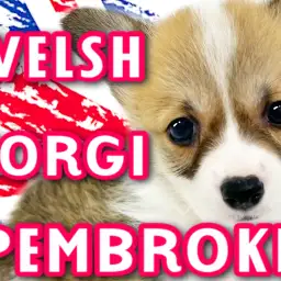 【 ウェルシュコーギーペンブローク 】むっちりBODYの短足ムードメーカー！