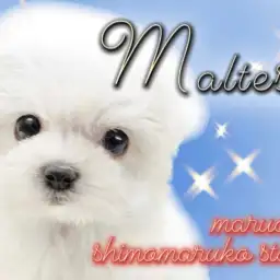 【 マルチーズ 】ベビーフェイス&ドワーフ体型、可愛いがたくさん詰まった子犬現る