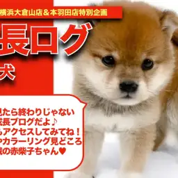 【 赤柴子ちゃんの成長アルバム 】可愛さ満載の小さめサイズの赤柴子ちゃんの成長期!