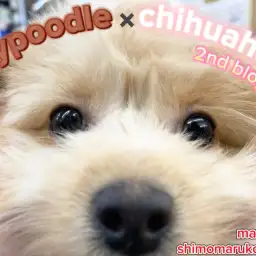 【 MIX 】歯磨き・シャンプー全て優秀!可愛さもパワーアップの2ndブログ!