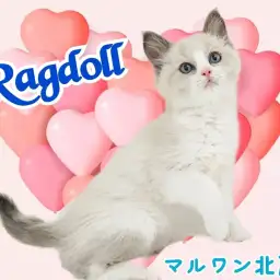 【 ラグドール 】超がつくほどのデレデレさん!青い瞳が美しい甘えん坊にゃんこ