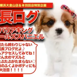 【 キャバちゃんの成長アルバム 】最高のくちたぷの持ち主キャバちゃんの成長記!