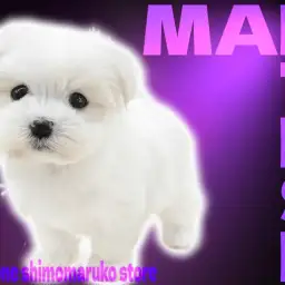 【 マルチーズ 】驚愕の小さめボディ!愛嬌満載の可愛すぎる天使が舞い降りた!